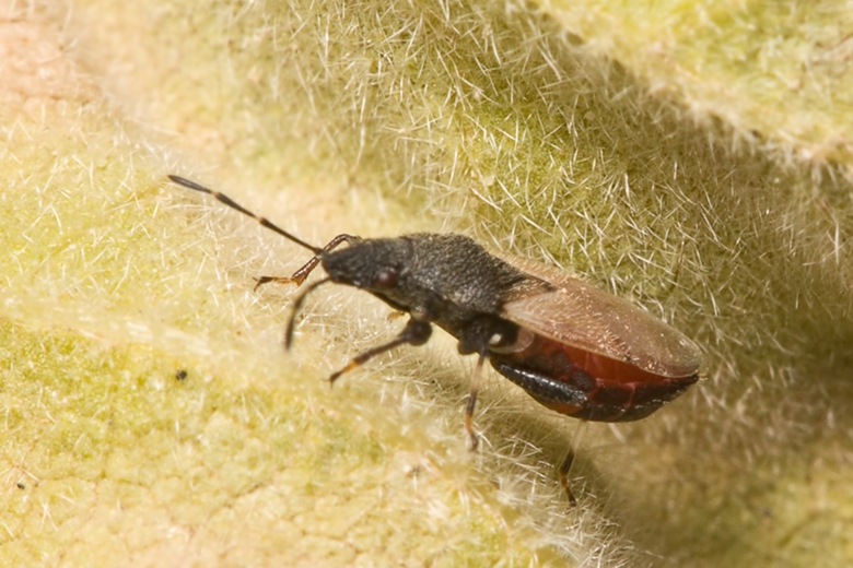 Lygaidae: Oxycarenus hyalinipennis di Malta